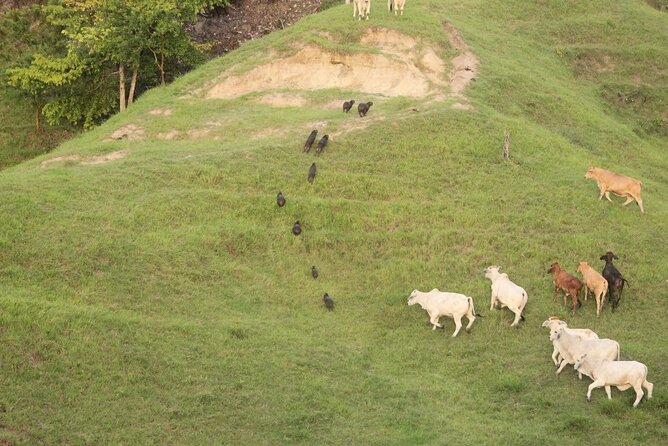 1 Day Horseback Riding at a Real Ranch from Medellin - Wildlife spotting without rushing it
