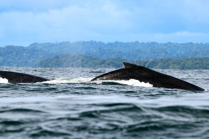 2 days 1 night | Bahía Málaga: Humpback Whale Watching - Transportation and Dock Fees: The Value Behind the Price