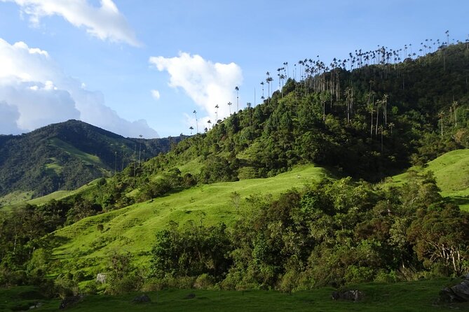 3 Days Private Tour Crossing the Andes Mountains - Day 3: Cocora Valley Return via Andean Forest (11 km)