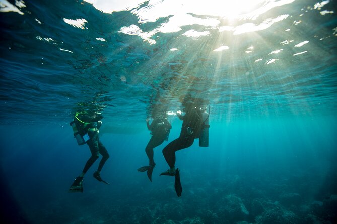 4 Hour Scuba Diving Course in Tayrona Park - The Second Underwater Session: More Sightseeing, Less Guessing