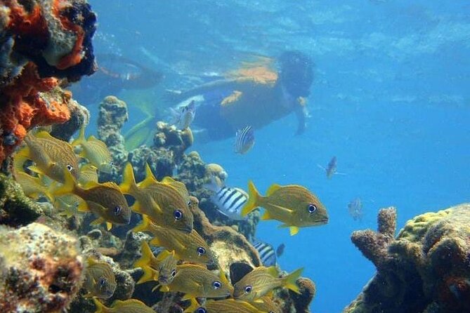 5 islands tour to rosario Islands with snorkeling activity! - Cartagena to Rosario Logistics: Pickup, Group Size, and Pace
