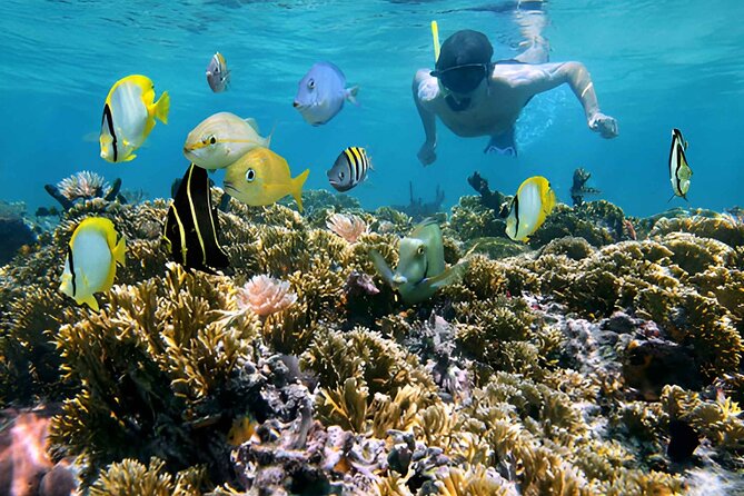 5 islands tour with Lunch Snorkeling and Plankton - Cholon Island Lunch Plus the Soundtrack of the Sea
