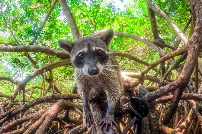 Adventure full day Isla Barú + Mangroves + Snorkel + bioluminescent plankton - From Cartagena to the Barú Peninsula, what the early ride is really like