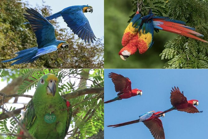 ATV Thrill Ride Near Cartagena Through Wildlife Trails and Nature - Fundación Loros to ATV Gear-Up: Parrots, Macaws, and Real Conservation