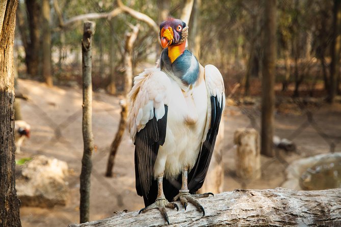 Aviario Nacional Including Playa Blanca Shared Tour - National Aviario de Colombia: A bird visit that does not feel like a cattle line