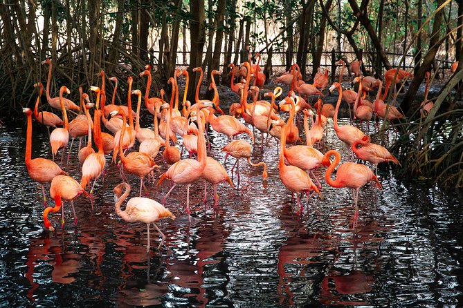 Aviario Nacional Including Playa Blanca Shared Tour - Value math: what you really pay for at $83 per person