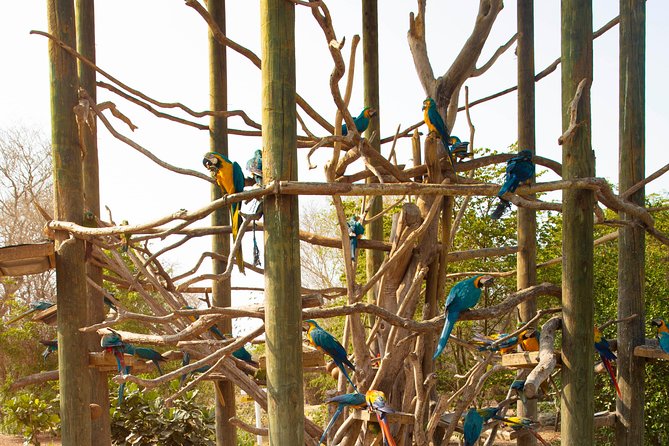 Aviario Nacional Including Playa Blanca Shared Tour - Playa Blanca on Barú: Lunch, boat transfer, and the reality of vendor-free time