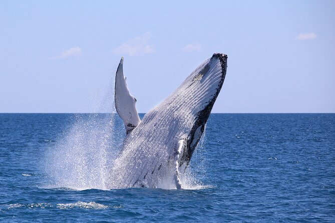Bahía Málaga: Humpback Whale Watching in Cali - Colombia - Quick hits on Bahía Málaga humpback whale watching
