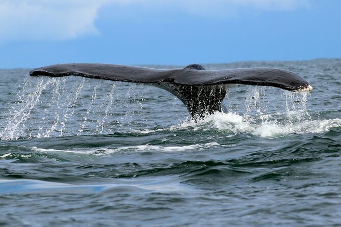 Bahía Málaga: Humpback Whale Watching in Cali - Colombia - Why humpback whales in Bahía Málaga are worth the early start