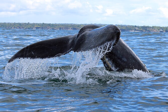 Bahía Málaga: Humpback Whale Watching in Cali - Colombia - Juanchaco time: seafood, culture, and beach energy