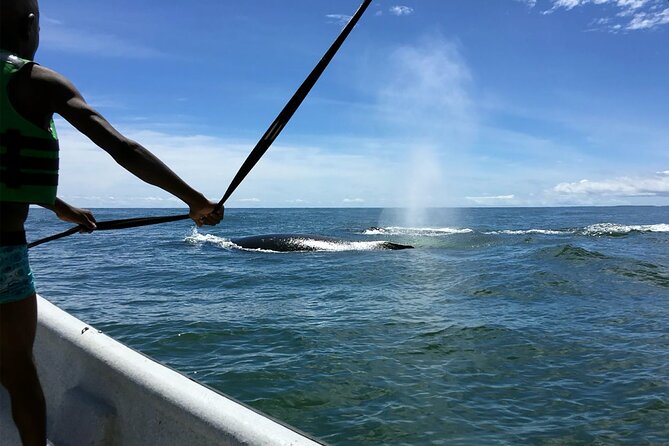 Bahía Málaga: Humpback Whale Watching in Cali - Colombia - Meals, guides, and the kind of comfort you actually need