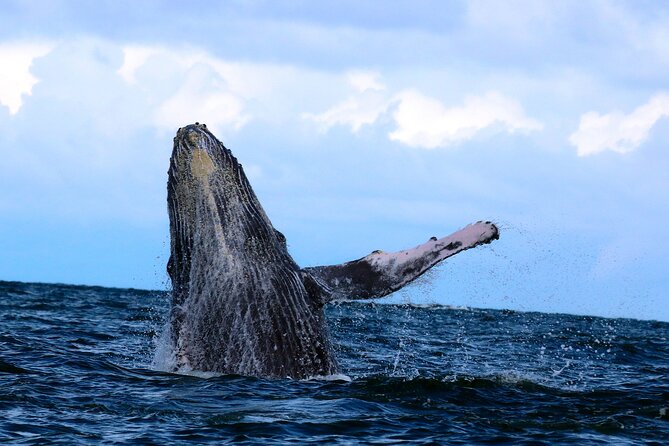 Bahía Málaga: Humpback Whale Watching in Cali - Colombia - Price and value: when $459 is fair and when it feels steep
