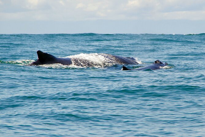Bahía Málaga: Humpback Whale Watching in Cali - Colombia - Buenaventura Malecón stop: where the morning resets