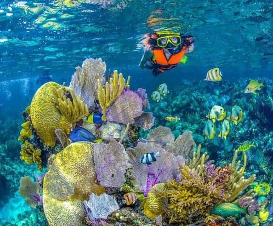 Barú: Club Freedom Beach with Mangrove and Snorkel - What you really get for $56: value breakdown that makes sense