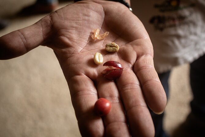 Best Coffee Tour from Medellin with Lunch and Transportation - Who this coffee tour suits best
