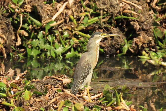 Bird watching in Bogota wetlands with Bakata Bird - Key highlights you should care about
