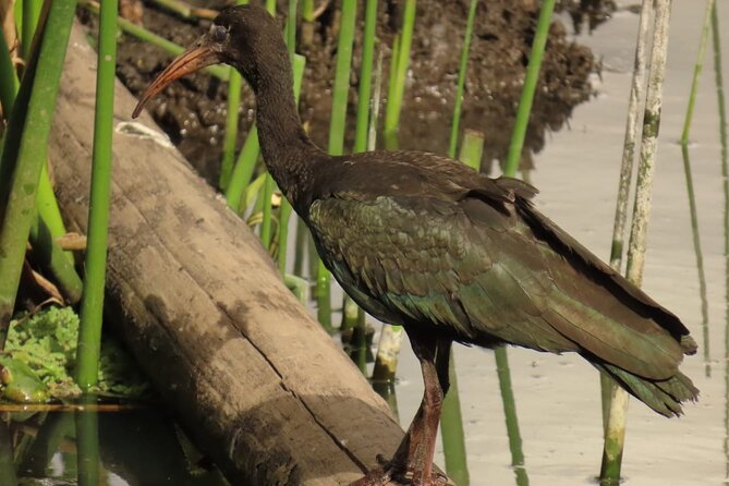 Bird watching in Bogota wetlands with Bakata Bird - The Bird Watching Reserve Finish at Humedal Parque La Florida