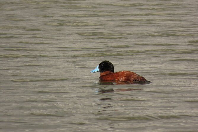 Bird watching in Bogota wetlands with Bakata Bird - Who This Tour Suits Best, and Who Should Consider Alternatives