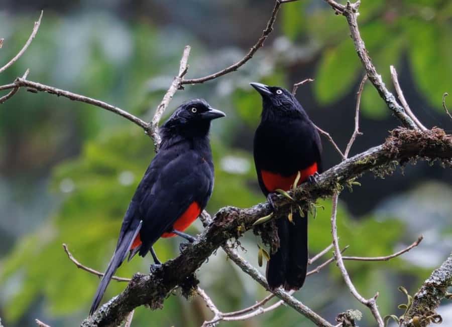 Birding Medellin with expert bird-watcher (Private) - Why this birding day works so well near Medellín