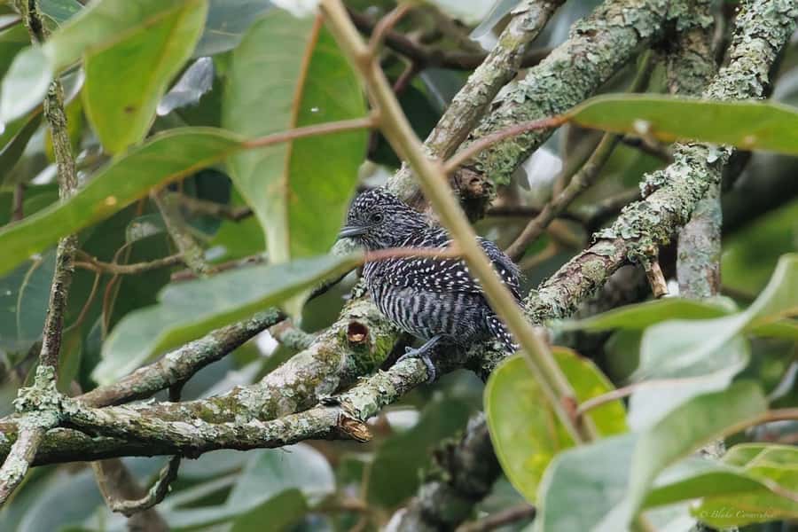 Birding Medellin with expert bird-watcher (Private) - What to bring, and what to wear, so the day stays fun