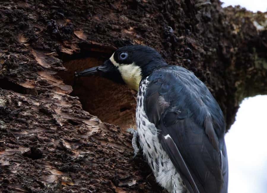 Birding Medellin with expert bird-watcher (Private) - The app bird list is more than a souvenir