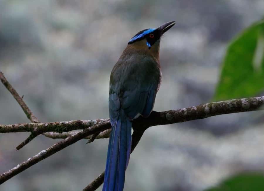 Birding Medellin with expert bird-watcher (Private) - How to maximize sightings: timing, pace, and smart stops