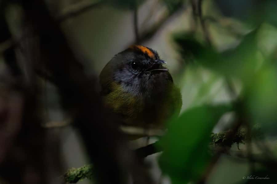 Birding Medellin with expert bird-watcher (Private) - What you might spot, and why “different” matters more than “more”