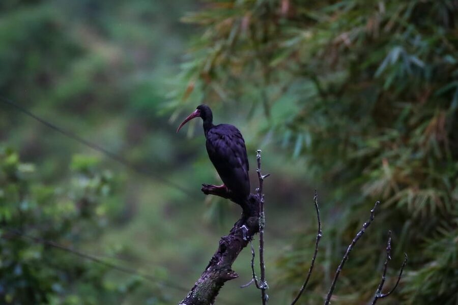 Birding Medellin with expert bird-watcher (Private) - Landscapes, mountain air, and the soundscape you will remember