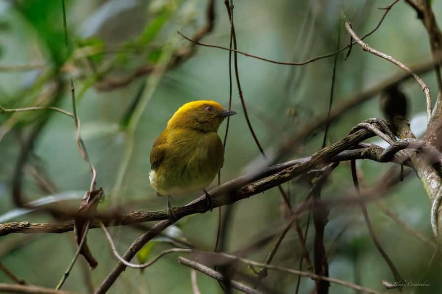 Birding Medellin with expert bird-watcher (Private) - Logistics that matter: private group, languages, and transport choices