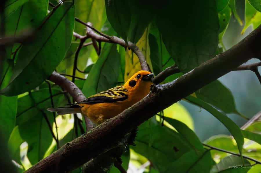 Birding Medellin with expert bird-watcher (Private) - What you are really doing at the reserve: search, listen, confirm