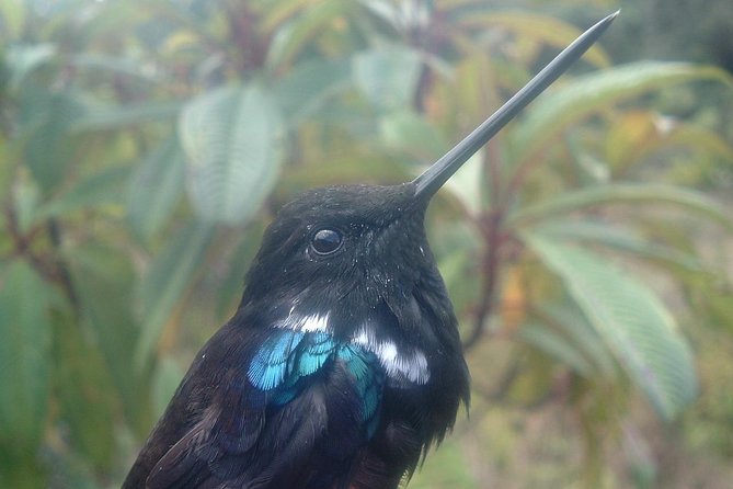 Birding & Nature to Chicaque Cloud Forest Nature Reserve - Quick Birding Takeaways from This Chicaque Day Trip