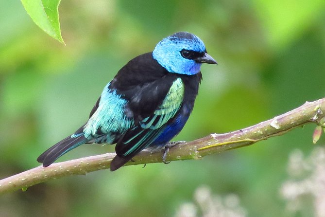 Birding & Nature to Chicaque Cloud Forest Nature Reserve - The Trails and Downhill Walk: What You’ll Actually Feel