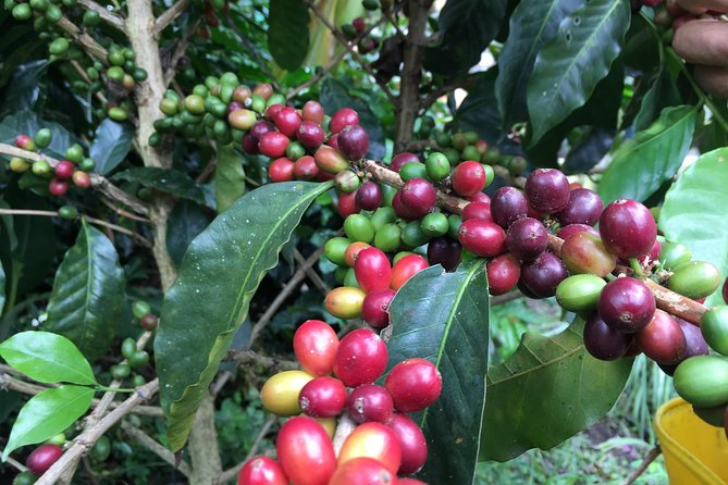 Birds & Beans Traditional Coffee Tour - Bogotá To Coffee Country: How the 8 to 10 Hours Works