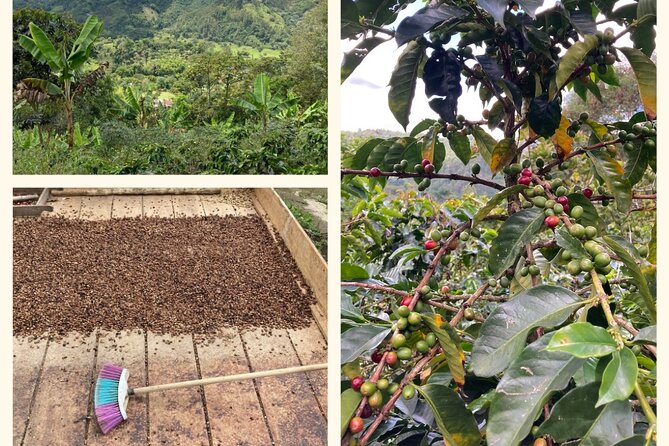Birdwatching and Coffee Tour in Salento - Salento Birds Plus Coffee: How the 5-Hour Combo Plays Out