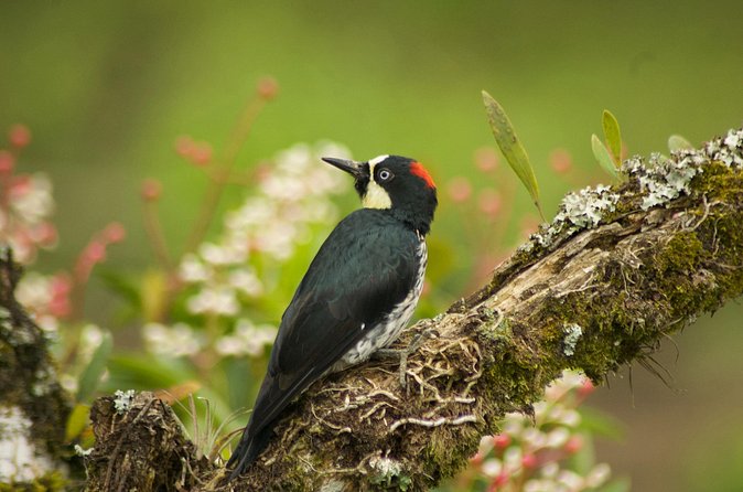 Birdwatching and Coffee Tour in Salento - Breakfast and Snacks: Fuel That Feels Local