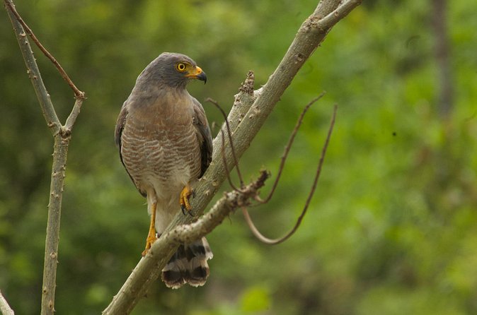Birdwatching and Coffee Tour in Salento - Coffee Farm Visit: From Growing to Harvest to Roasting