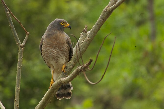 Birdwatching and Coffee Tour in Salento - Price and Value: What $110 Really Buys