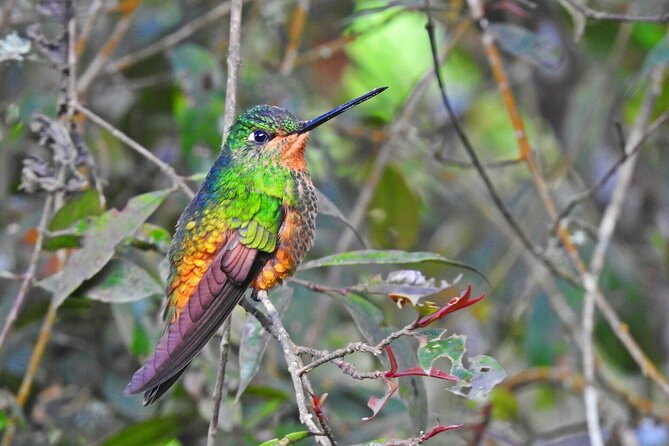 Birdwatching at Monserrate Bogotá 4H - Key things that make this Monserrate birdwatching tour worth your time