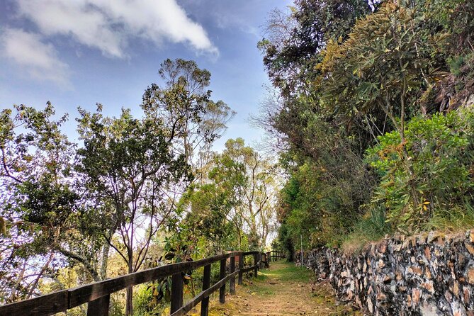 Birdwatching at Monserrate Bogotá 4H - The Monserrate birding trail: what the walk actually feels like