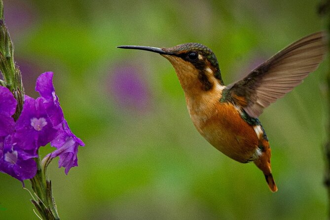 Birdwatching day in Chingaza and Observatorio de Colibries - Why Chingaza and the Observatorio de Colibries Work So Well Together