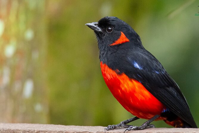 Birdwatching day in Chingaza and Observatorio de Colibries - Price and Value: Is $500 a Good Deal for This Much Birding Time?