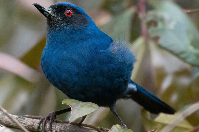 Birdwatching day in Chingaza and Observatorio de Colibries - Chingaza National Park (Piedras Gordas) for 5 Hours of Paramo Birding