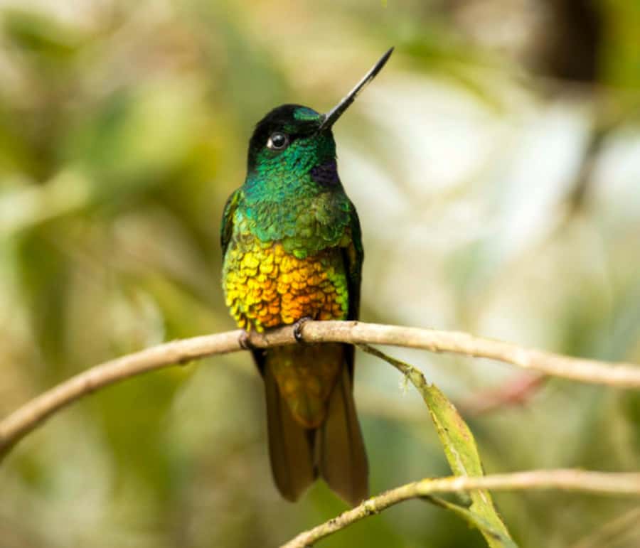 Birdwatching Day Tour at Chicaque Natural Park - An Expert Birder Lesson: How You’ll Actually Start Noticing Birds