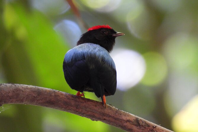Birdwatching in a private nature reserve - Why Turbaco birdwatching feels different from a standard tour