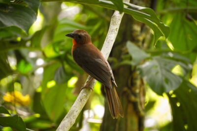 Birdwatching in a private nature reserve