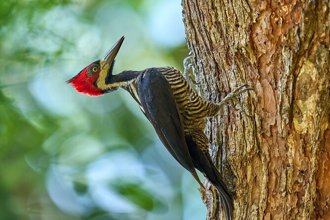 Birdwatching in a private nature reserve - Meet Luis: the guide style that turns “maybe” into sightings