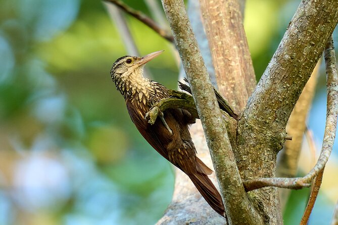 Birdwatching in a private nature reserve - Who this private birdwatching tour is best for