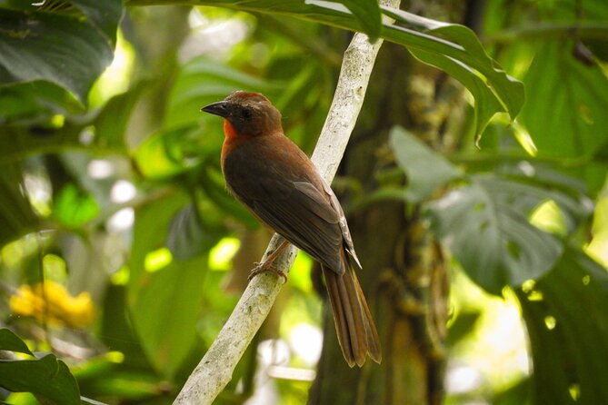 Birdwatching in a private nature reserve - The 8-hour flow, from pickup to reserve time