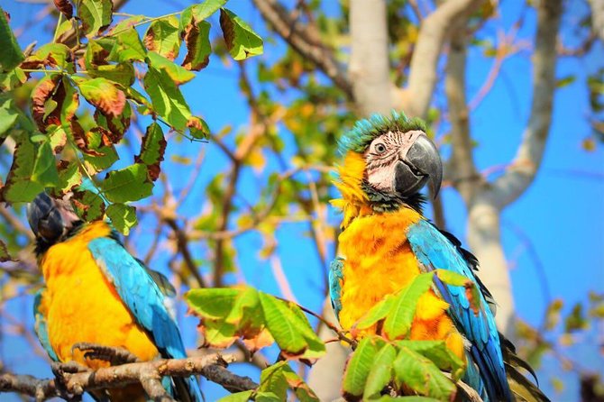 Birdwatching National Aviary Cartagena de Indias - Getting there from Cartagena Centro, and how the day stays manageable