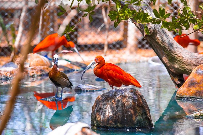 Birdwatching National Aviary Cartagena de Indias - Harpy Eagle and the kind of birdwatching this is best at